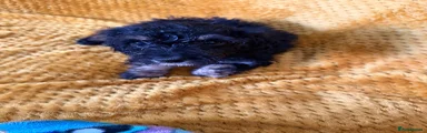 Cockapoo 2