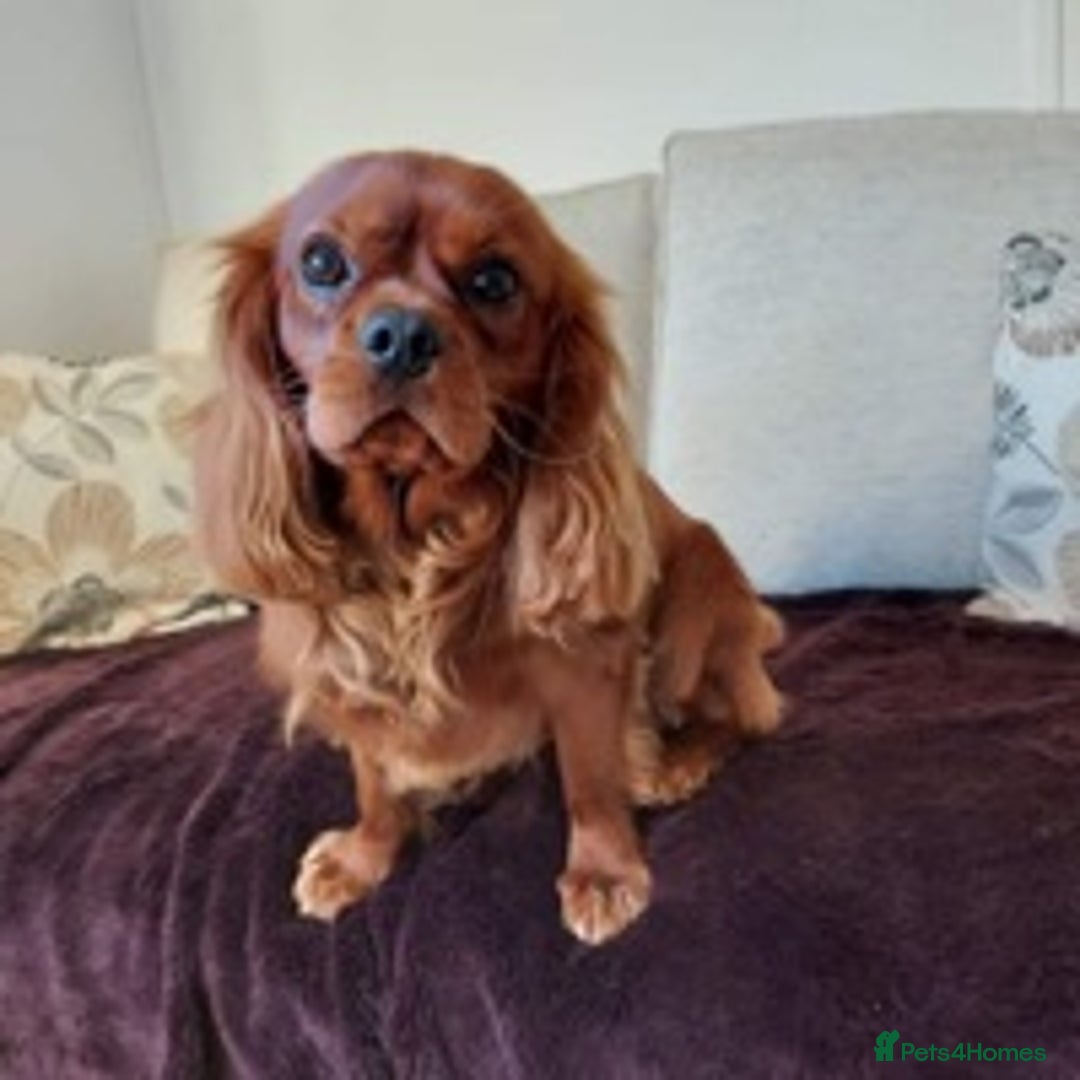 Cavalier King Charles Spaniel dogs for stud: Stunnig Ruby Cavalier King Charles stud in Bury Saint Edmunds - Image 2