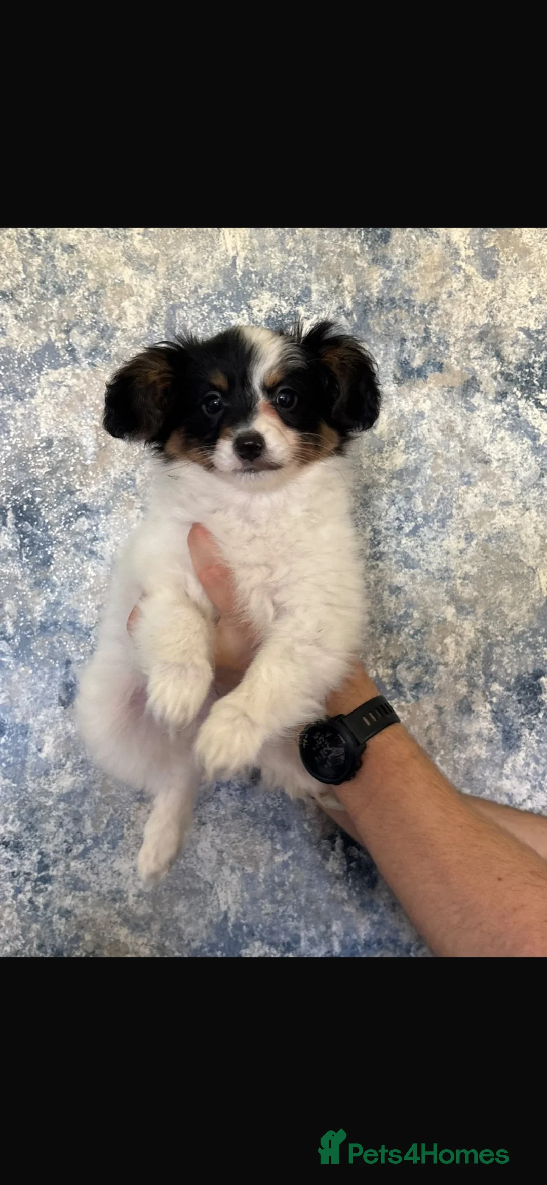 Papillon dogs for sale: Tan & black papillon puppies  - Advert 2
