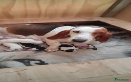 Basset Hound dogs for sale: Bassett Hound Puppies for Sale - Image 3