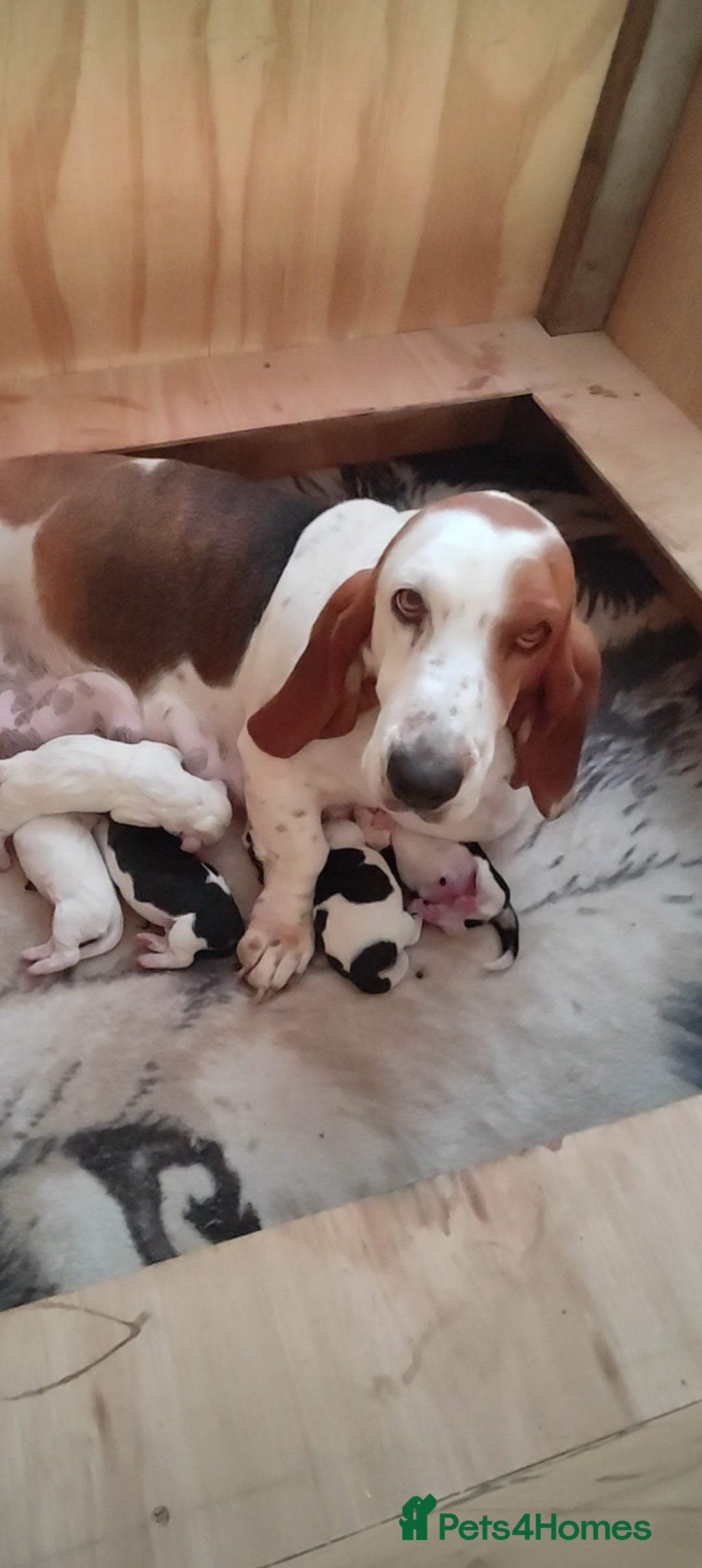 Basset Hound dogs for sale: Bassett Hound Puppies for Sale - Image 3