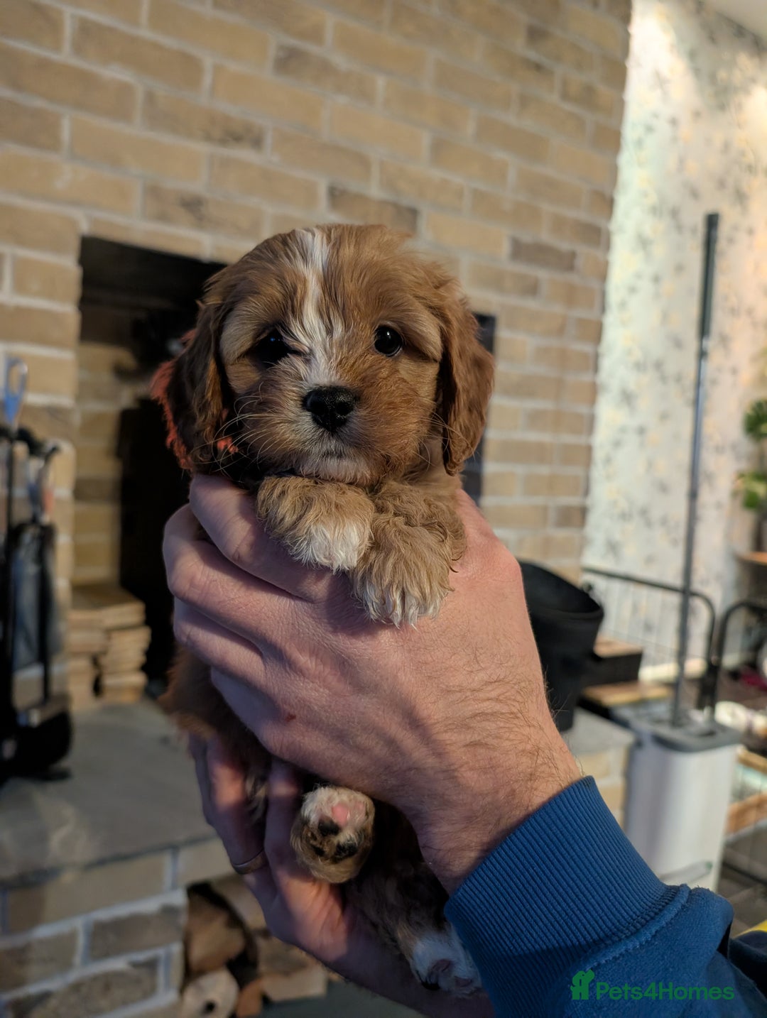 Cavapoo dogs for sale: ❤️F1 CAVAPOO GIRL❤️ HEALTH TESTED PARENTS!🐩 - Advert 12