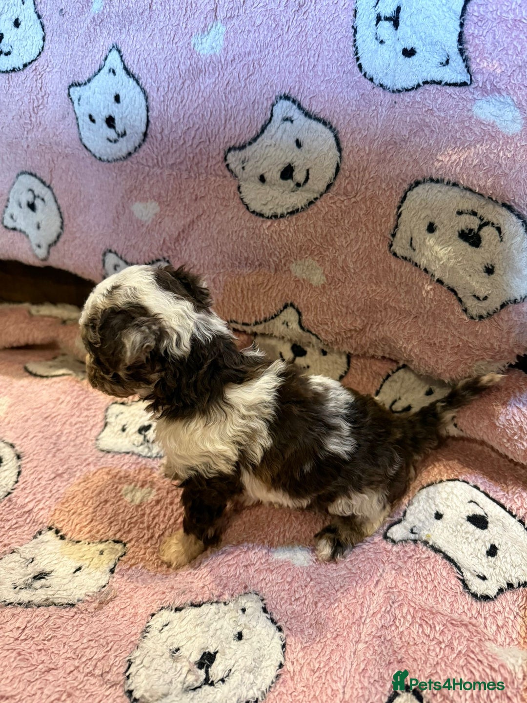 Toy Poodle dogs for sale: Exquisite Toy Poodle pups - Health tested parents - Image 20