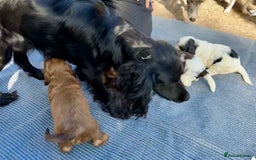 Cockapoo dogs for sale: F1BB Cockapoo Pups  - Image 13
