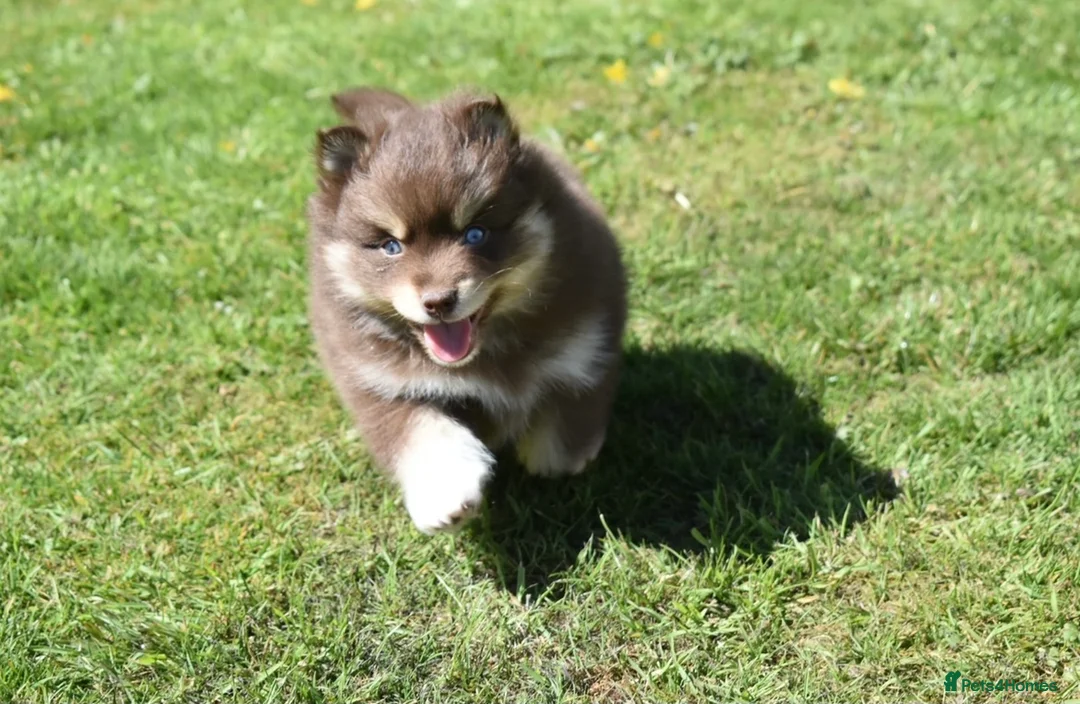 Pomsky dogs for stud: American Import Chocolate Pomsky for Stud in Ammanford - Advert 27