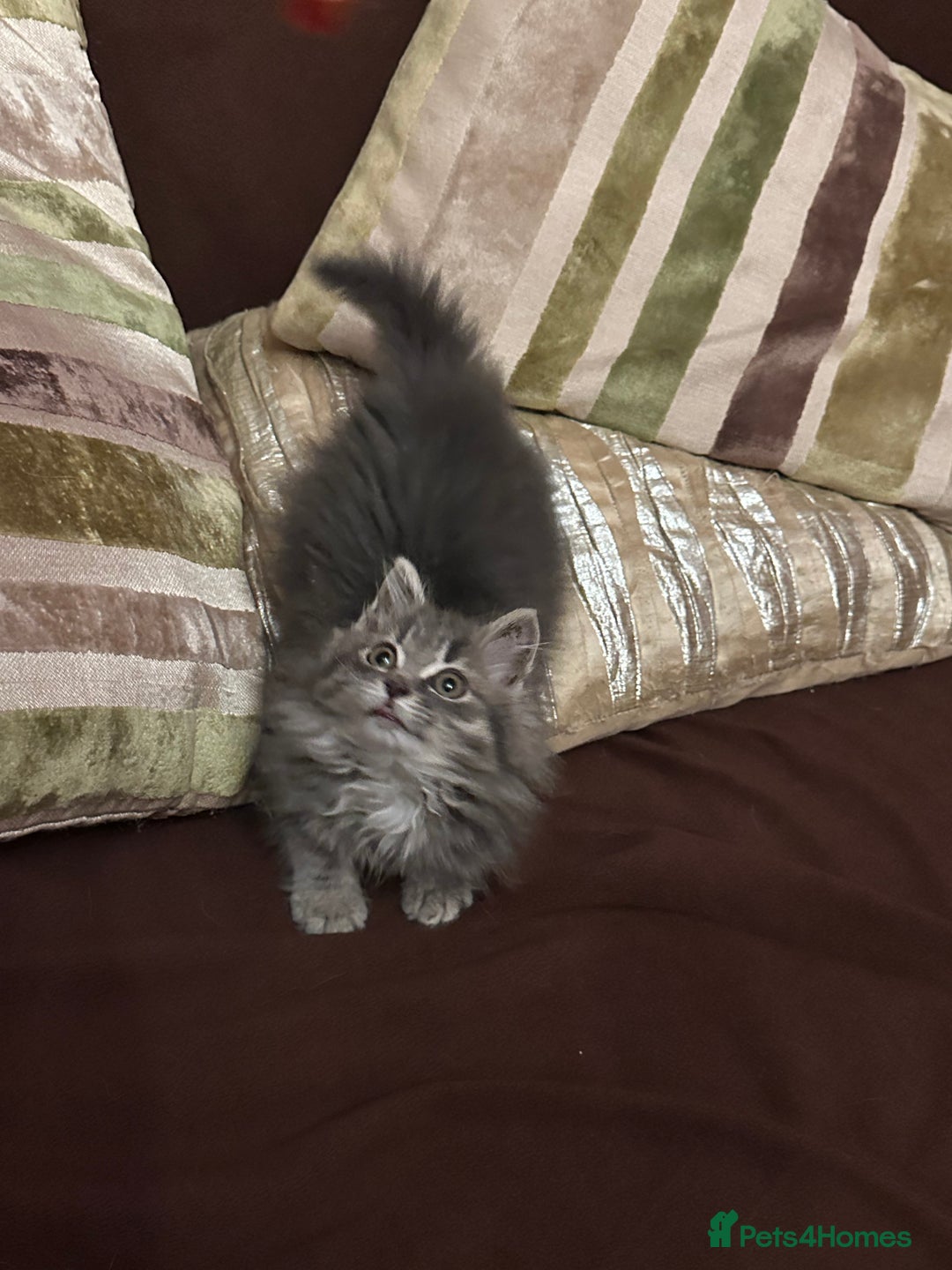 Mixed Breed cats for sale: Stunning fluffy grey boy - Advert 5