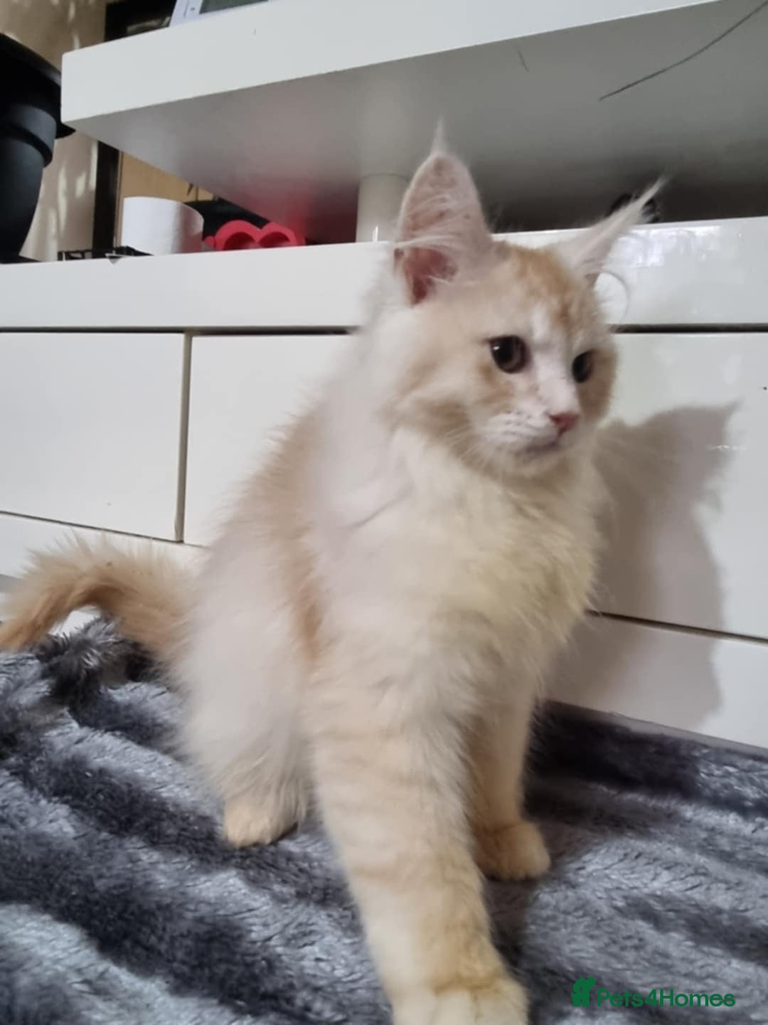 Maine Coon cats for sale: Beautiful Maine Coon Kittens - Advert 7