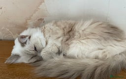 Ragdoll cats for sale: Ready to retire  - Image 9