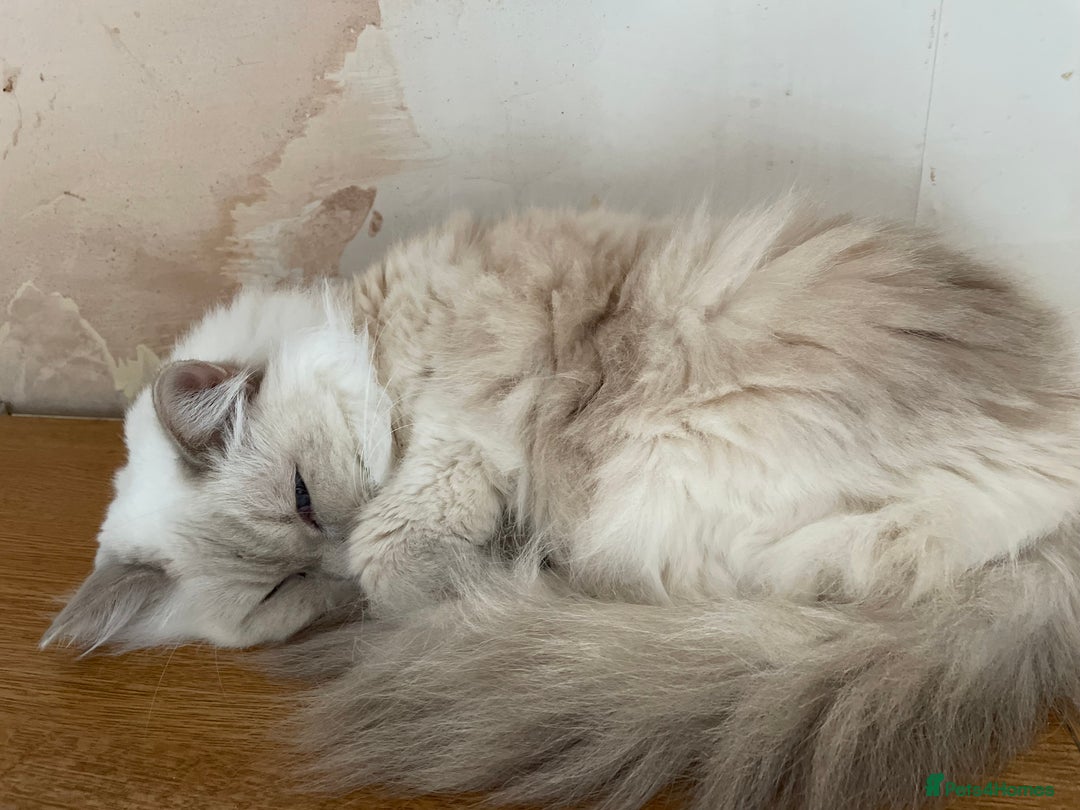 Ragdoll cats for sale: Ready to retire  - Image 9