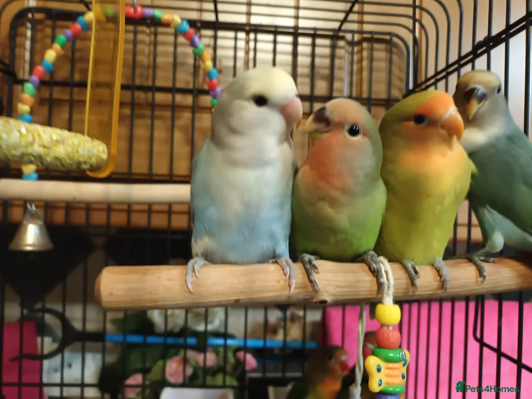 Lovebirds birds for sale: Beautiful hand reared love birds  - Advert 2