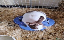 English rabbits for sale: Bonded MF bunnies - Image 4