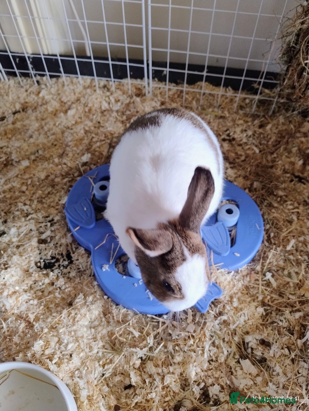English rabbits for sale: Bonded MF bunnies - Image 4