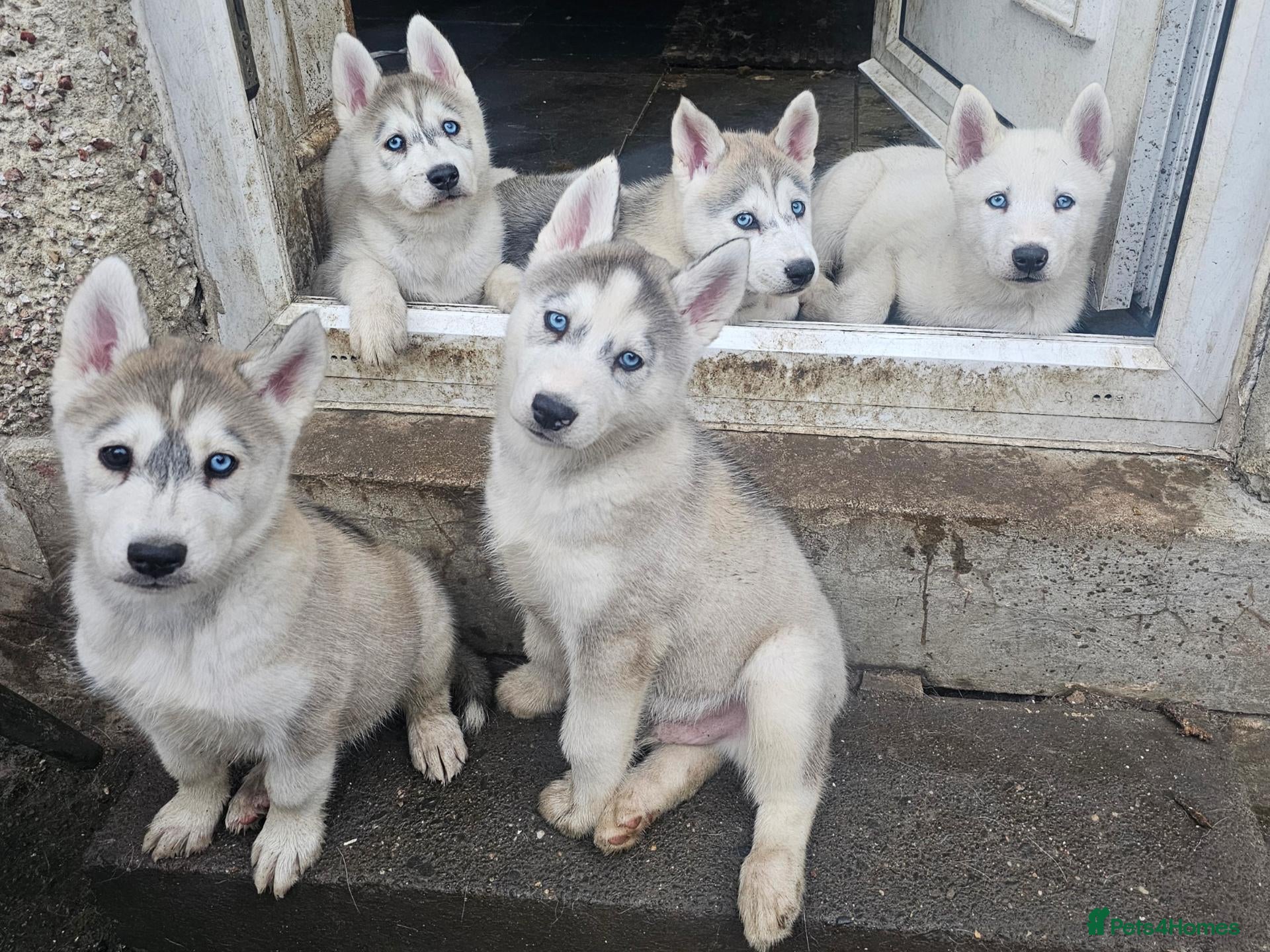 Siberian Husky dogs Husky pups looking for forever homes  - Advert 7
