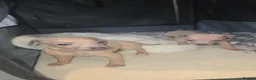 Italian Greyhound dogs for sale: Italian greyhound in Hartlepool - Advert 10