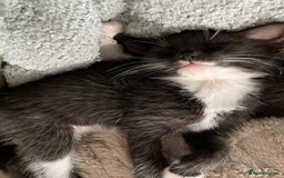 Mixed Breed cats for sale: Beautiful kittens - Image 2