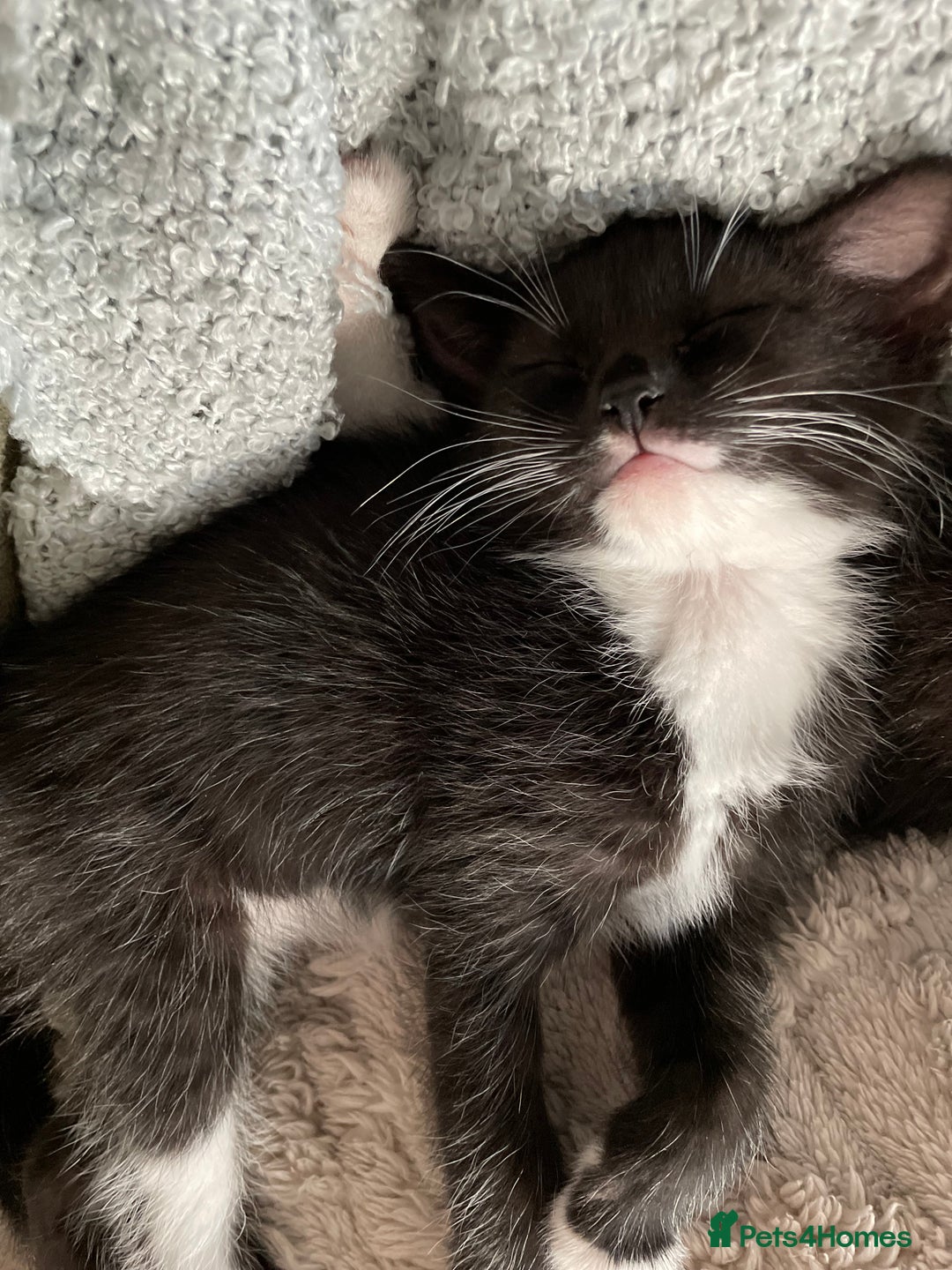 Mixed Breed cats for sale: Beautiful kittens - Image 2