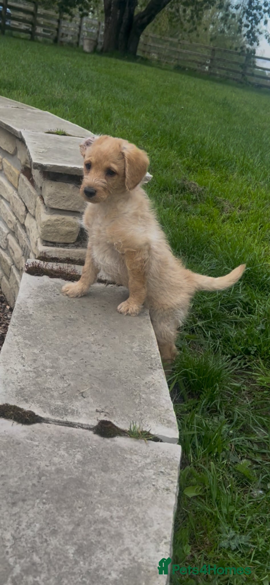 Labradoodle dogs READY TO GO, f1 labradoodle pups, health tested - Advert 1