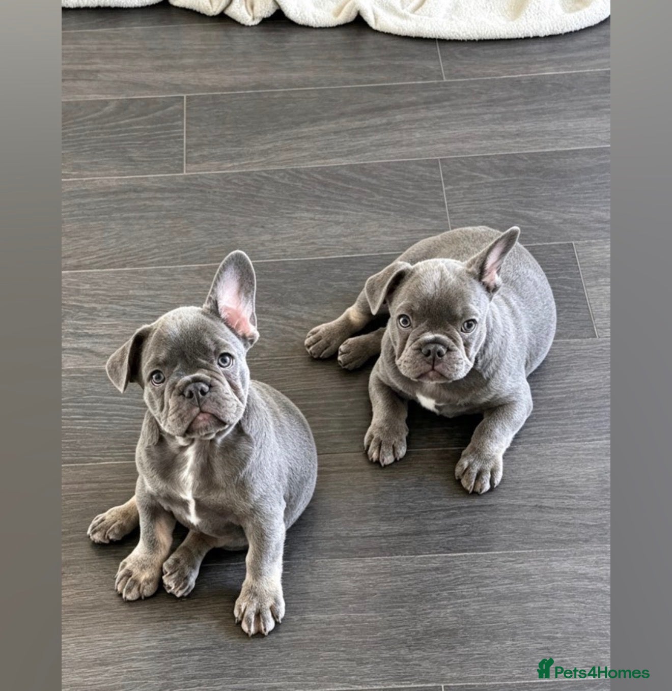 French Bulldog dogs Ready to go! Top quality French bulldogs  - Advert 7