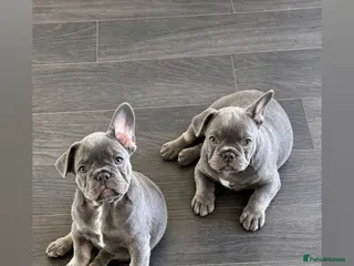 French Bulldog dogs Ready to go! Top quality French bulldogs - Advert 7