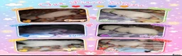 Ragdoll cats for sale: 6 beautiful pure ragdoll kittens in Bishop's Stortford - Advert 14