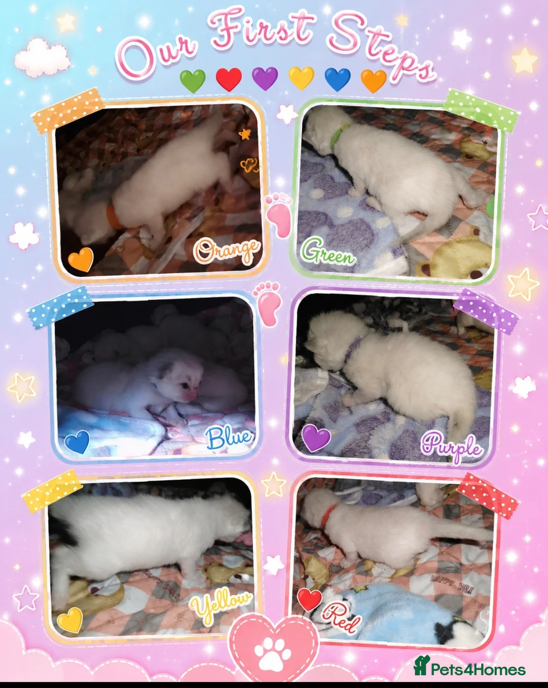 Ragdoll cats for sale: 6 beautiful pure ragdoll kittens in Bishop's Stortford - Advert 14