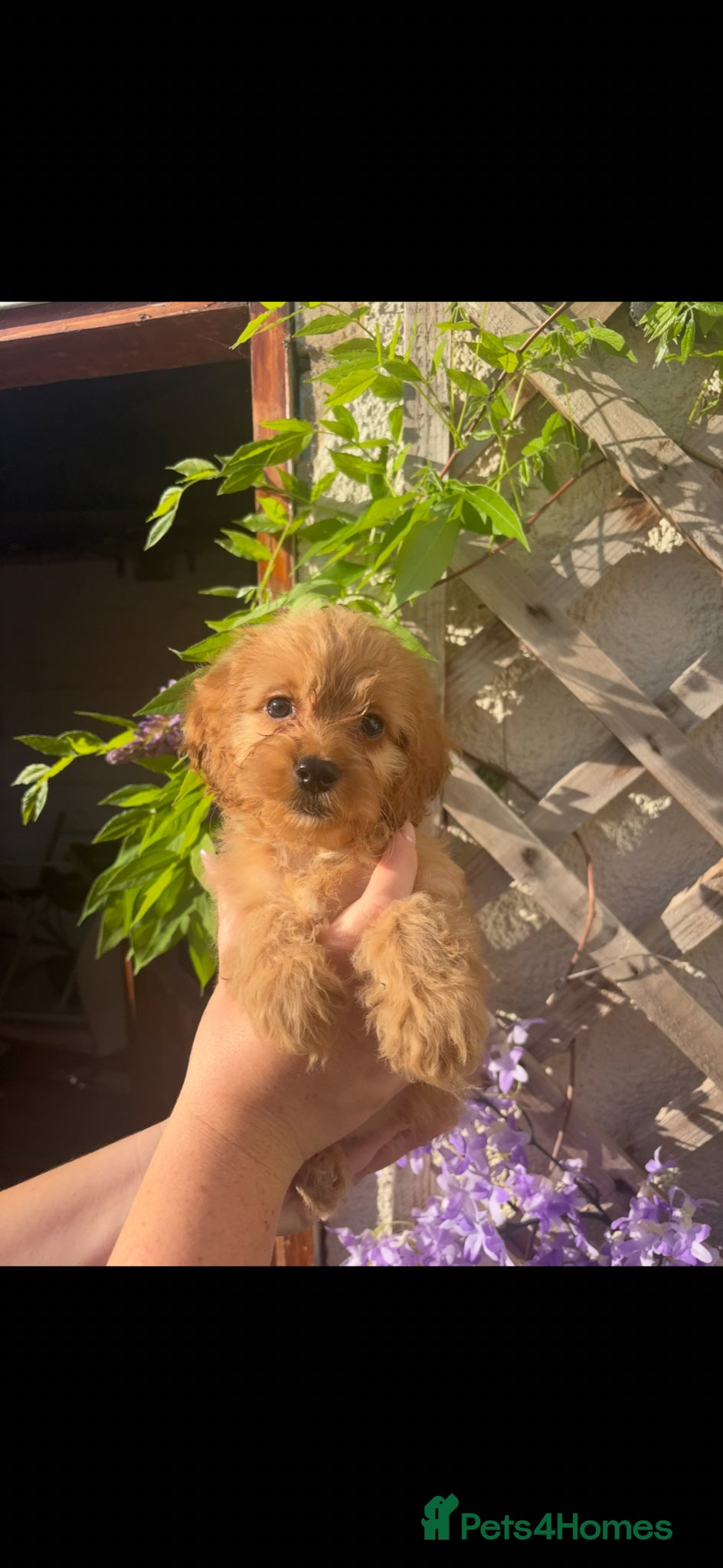 Cockapoo dogs Only 1 girl left left ☺️Gorgeous F1 cockapoos 🤍 - Advert 2