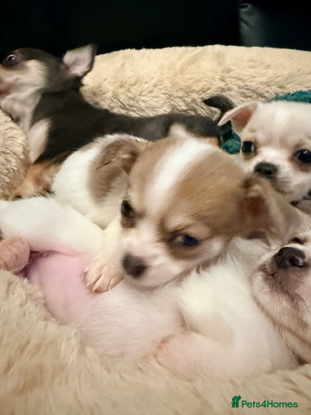 Pomchi dogs for sale: Pom Chi Puppies - Advert 3