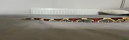 Boa Snake reptiles for sale: Suriname BCC female 100% pure locality  - Advert 3