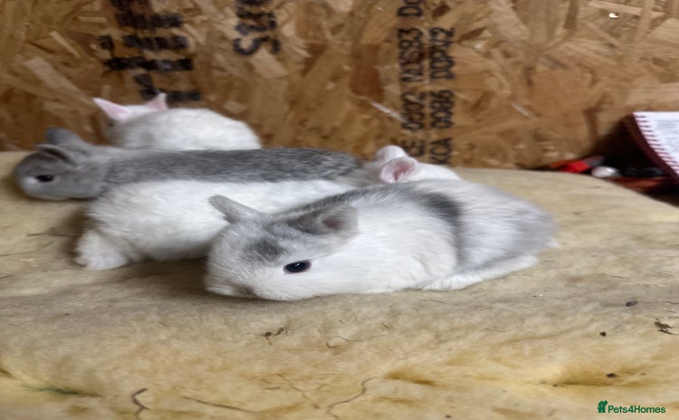 Netherland Dwarf rabbits - Advert 16