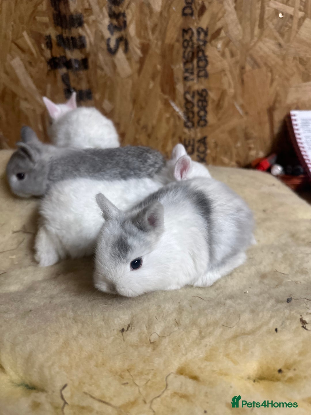 Netherland Dwarf rabbits for sale: Baby netherlands dwarfs ready in 4 weeks - Image 1