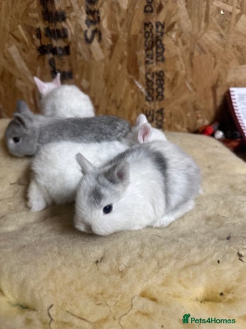 Netherland Dwarf rabbits - Advert 6