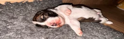 Yorkiepoo dogs for sale: Beautiful yorkipoo’s  - Advert 25