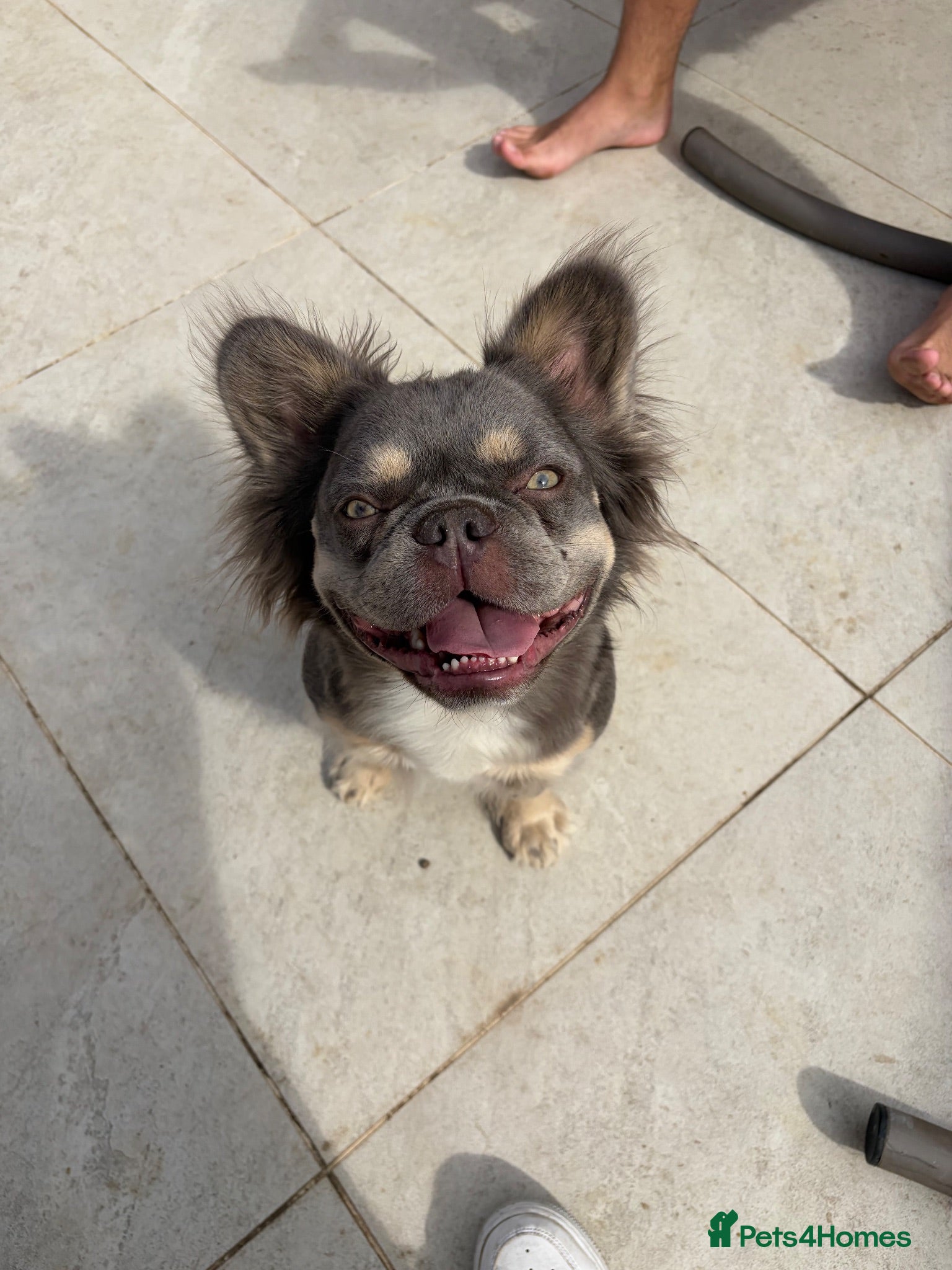 French Bulldog dogs Archie’s looking for a new home  - Advert 18