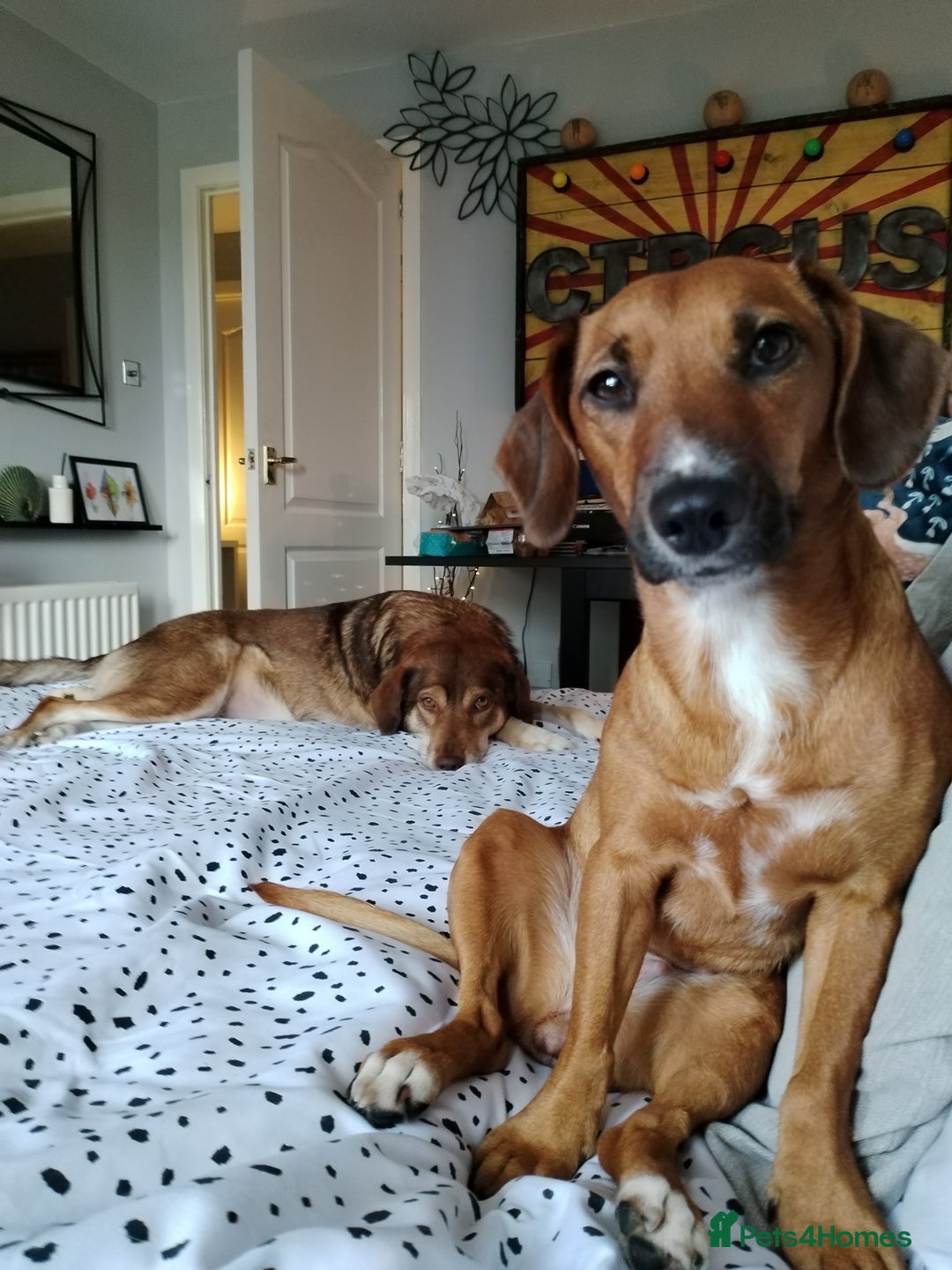 Mixed Breed dogs for sale: Cockerjack 3 years old  - Image 9