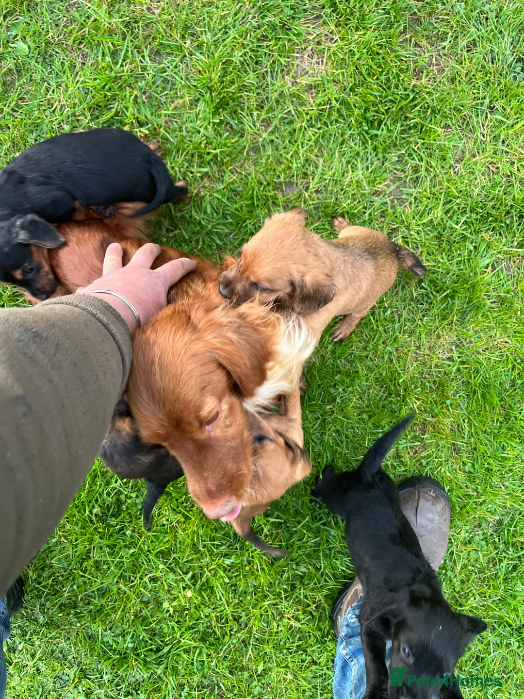 Mixed Breed dogs for sale: Cockerdale pups  in Middlesbrough - Advert 1