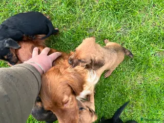 Mixed Breed dogs Cockerdale pups - Advert 10