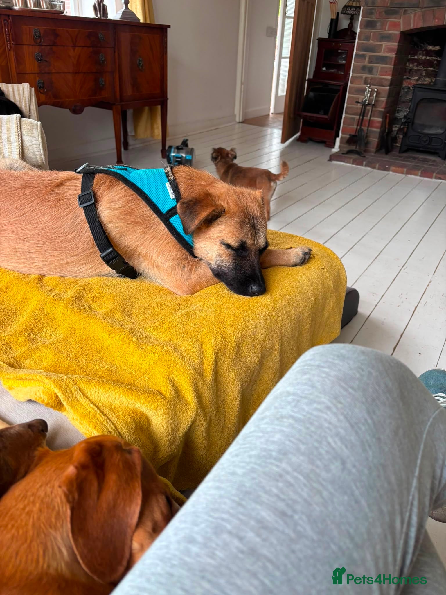 Mixed Breed dogs Stan 💙🐾 Long term foster home wanted  - Advert 1