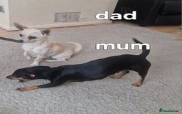 Mixed Breed dogs for sale: Chihuahua x jack russell pups - Image 1