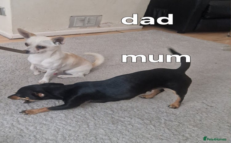 Mixed Breed dogs - Advert 2