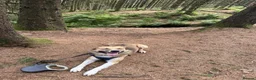 Mixed Breed dogs for sale: Looking for his forever home  - Advert 2