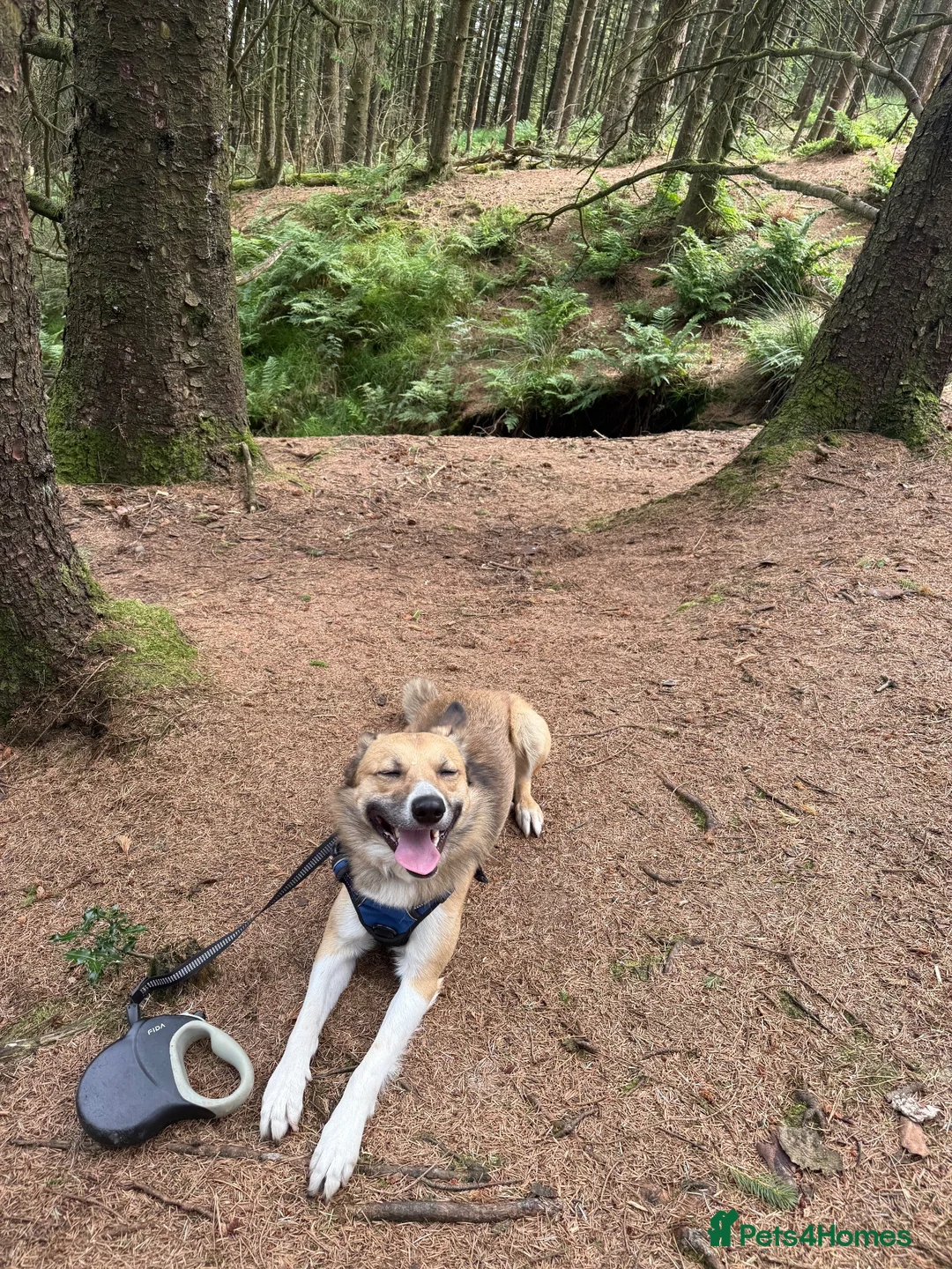 Mixed Breed dogs for sale: Looking for his forever home  - Advert 2