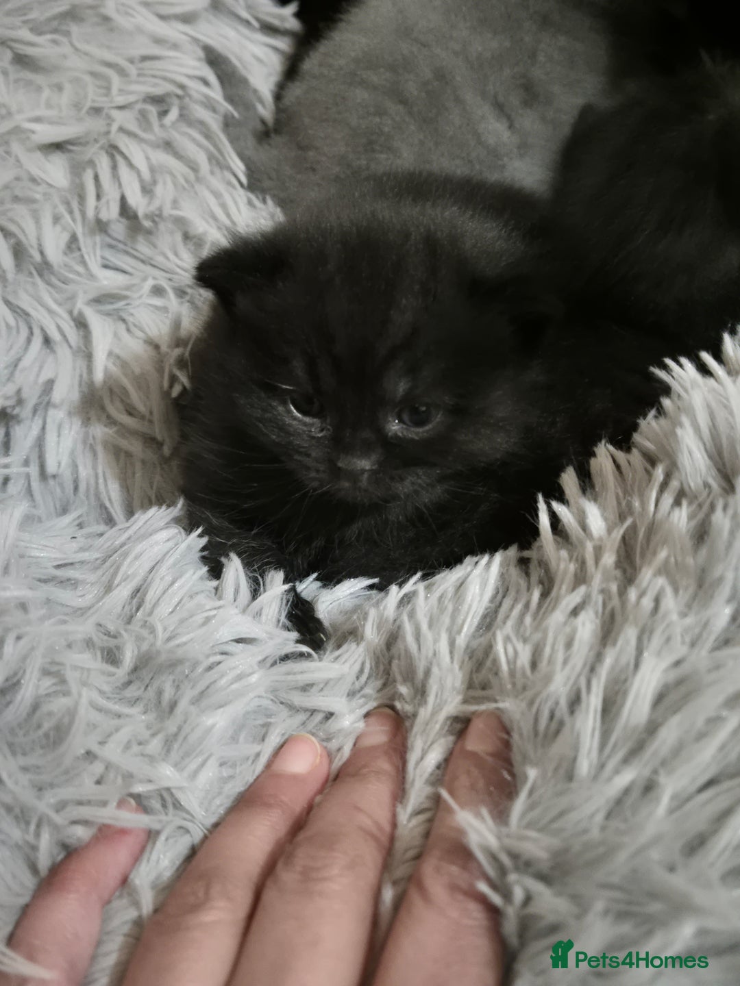 British Shorthair cats for sale: Adorabl blue and black british short hair kittens - Advert 8