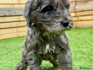 Cockapoo dogs F1 COCKAPOO’S - Advert 8