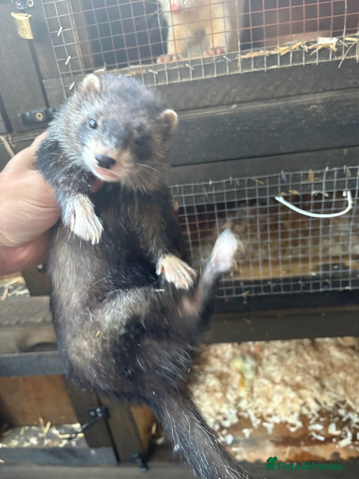 Ferret rodents Jill ferret - Advert 5