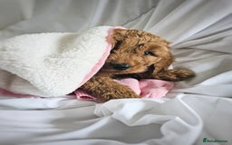 Cavapoo dogs for sale: Adorable F1B Cavapoo girl - teddy bear for sale  - Image 6