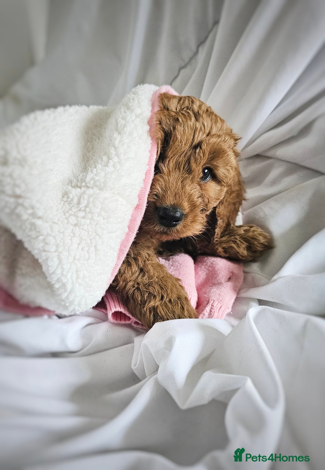 Cavapoo dogs for sale: Adorable F1B Cavapoo girl - teddy bear for sale  - Image 6