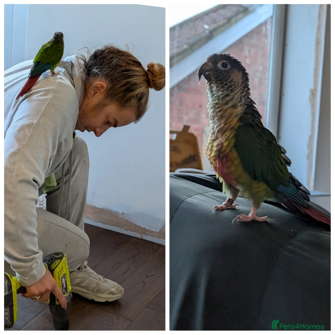 Conures birds for sale: Male conure  - Advert 1