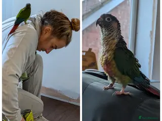 Conures birds Male conure - Advert 1