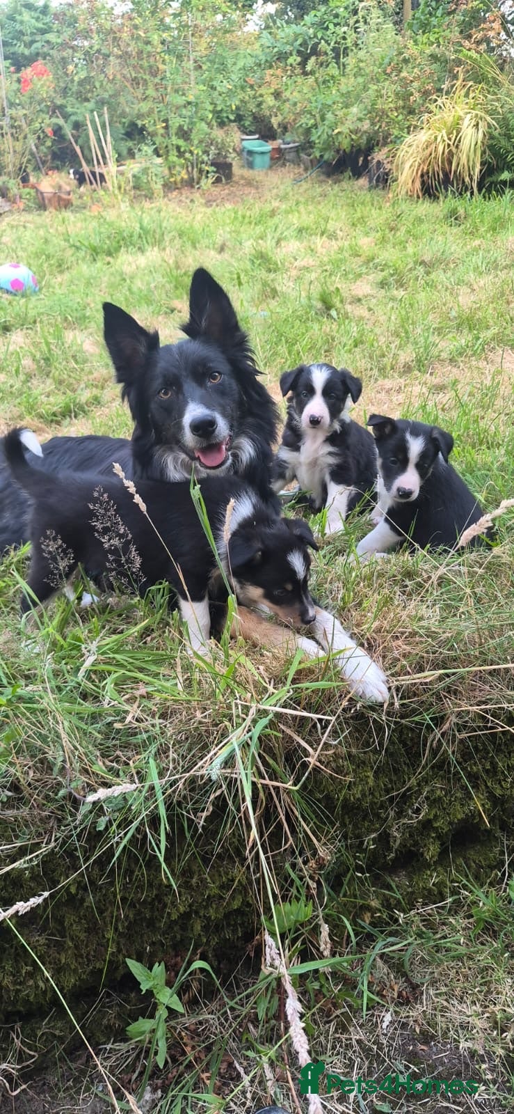 Border Collie dogs Border collie puppies  - Advert 2