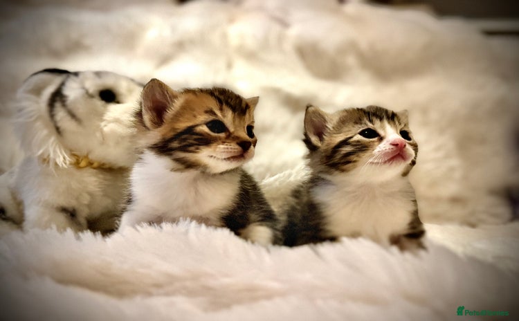 Ragdoll cats ✨ Exquisite Ragdoll-Bengal Baby Kittens ✨ - Advert 2